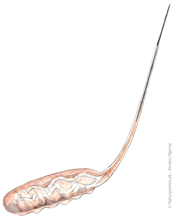 Dyndflue larve © Naturporten - Kirsten Hjørne