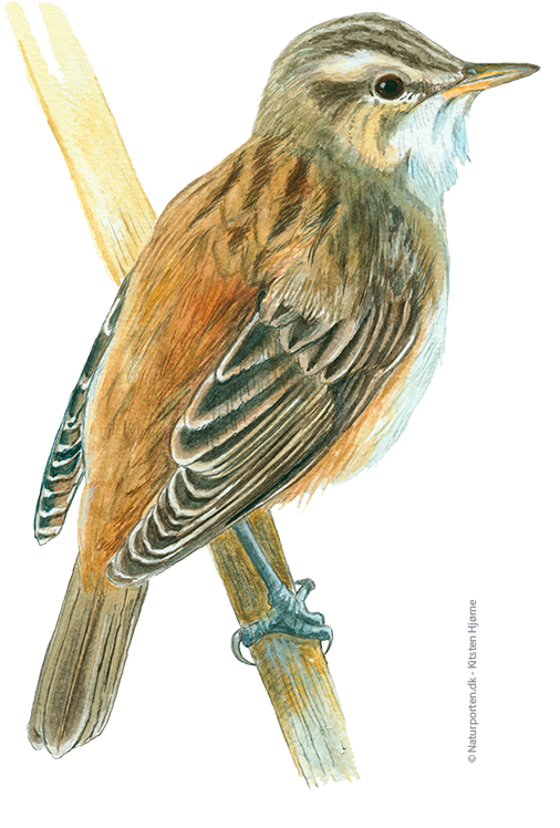 Sivsanger © Naturporten - Kirsten Hjørne