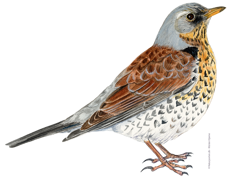 Sjagger © Naturporten - Kirsten Hjørne