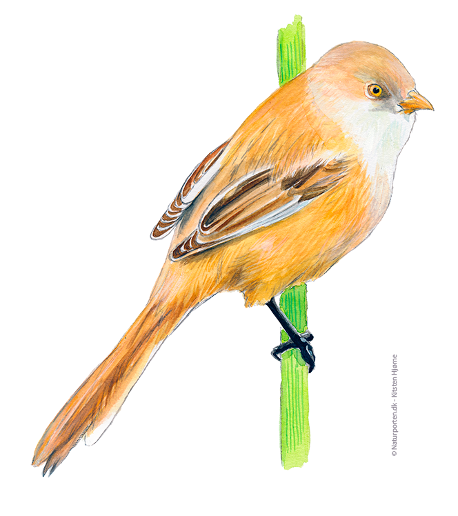 Skægmejse, hun © Naturporten - Kirsten Hjørne