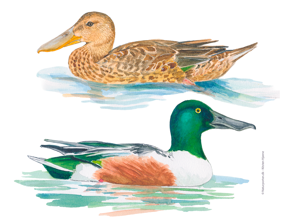 Skeand © Naturporten - Kirsten Hjørne