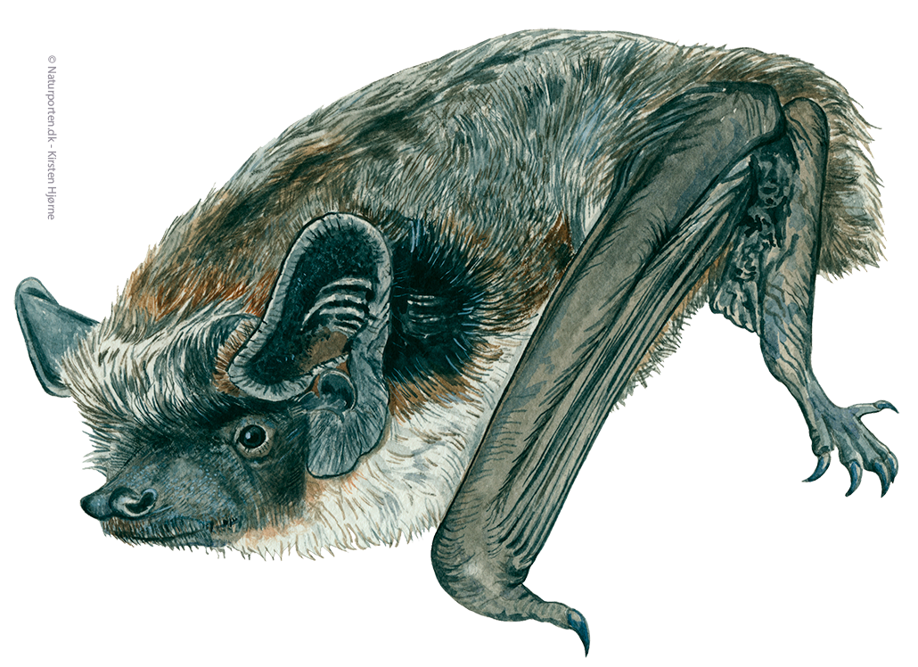 Skimmelflagermus © Naturporten - Kirsten Hjørne