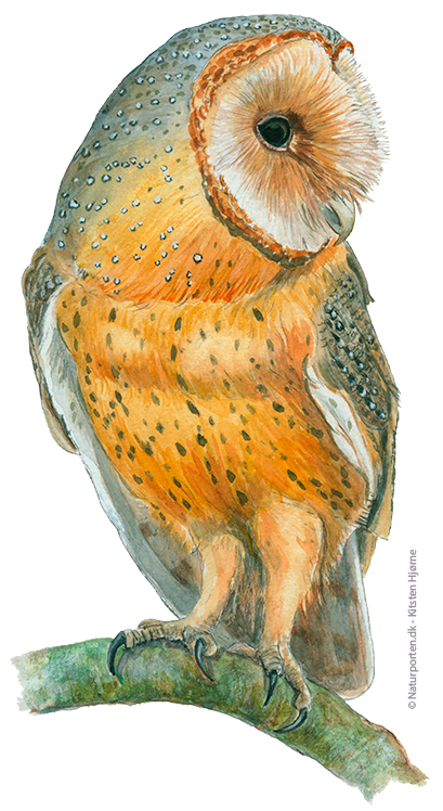 Slørugle © Naturporten - Kirsten Hjørne