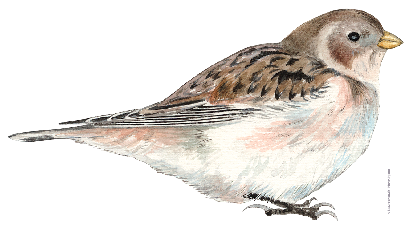 Snespurv © Naturporten - Kirsten Hjørne