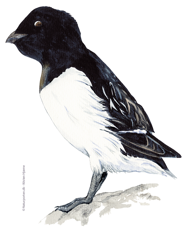 Søkonge © Naturporten - Kirsten Hjørne