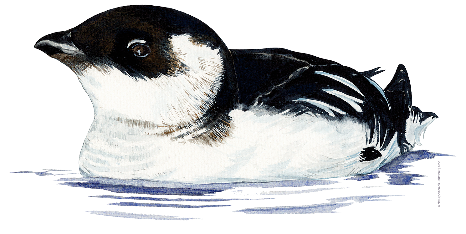 Søkonge © Naturporten - Kirsten Hjørne