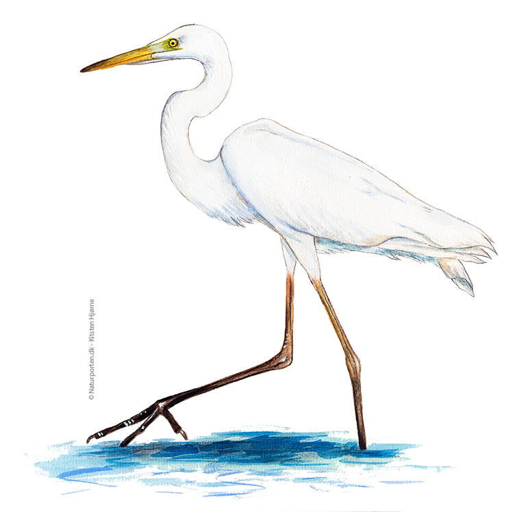 Sølvhejre © Naturporten - Kirsten Hjørne