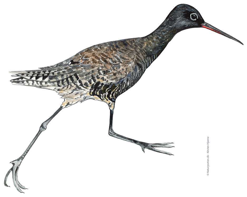 Sortklire © Naturporten - Kirsten Hjørne