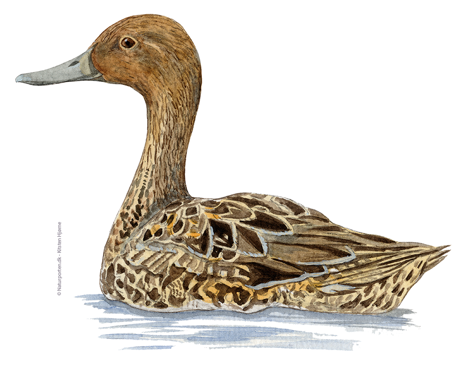 Spidsand hun © Naturporten - Kirsten Hjørne