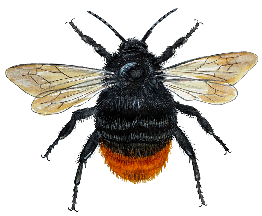 Stenhumle © Naturporten - Kirsten Hjørne
