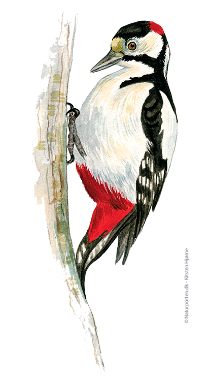 Stor flagspætte © Naturporten - Kirsten Hjørne