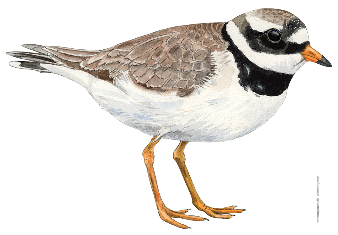 Stor præstekrave © Naturporten - Kirsten Hjørne