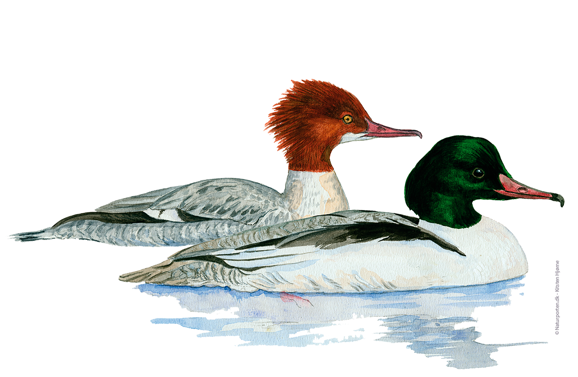 Stor skallesluger © Naturporten - Kirsten Hjørne