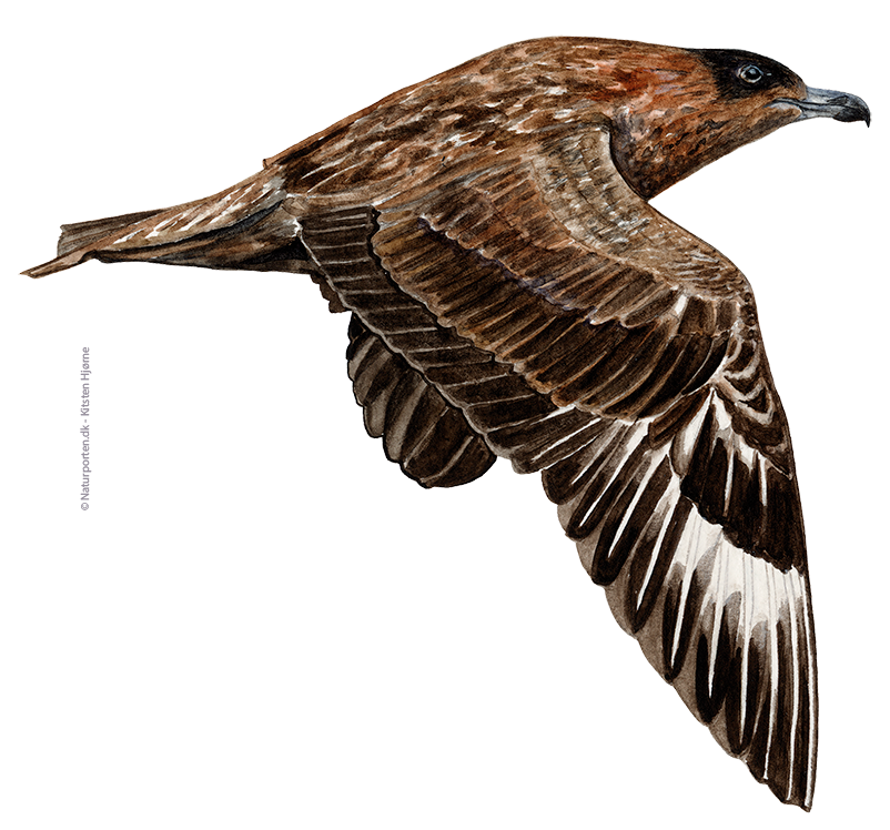 Storkjove © Naturporten - Kirsten Hjørne