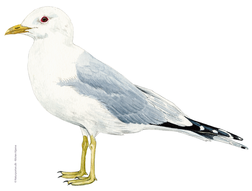 Stormmåge © Naturporten - Kirsten Hjørne