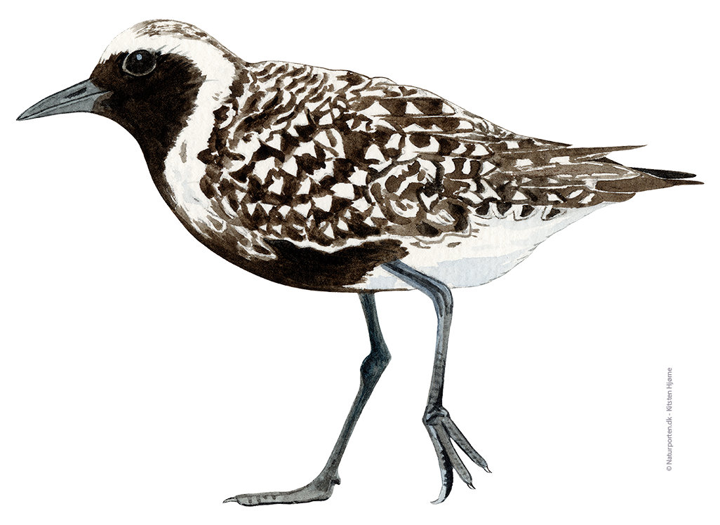 Strandhjejle © Naturporten - Kirsten Hjørne