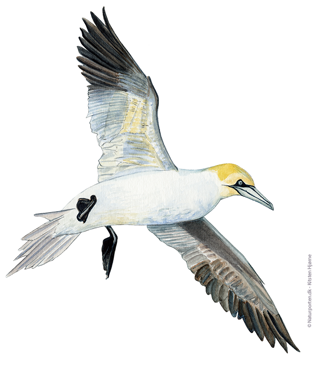 Sule © Naturporten - Kirsten Hjørne