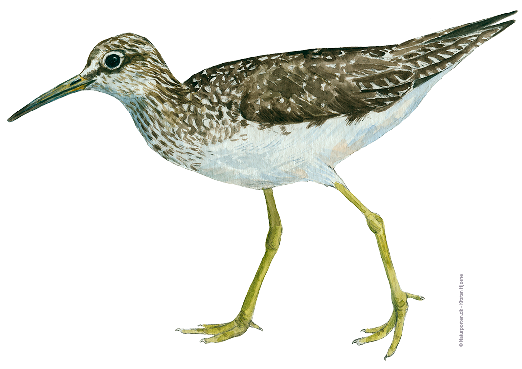 Svaleklire © Naturporten - Kirsten Hjørne