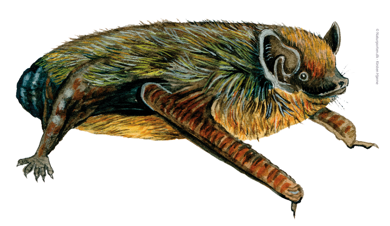 Sydflagermus © Naturporten - Kirsten Hjørne