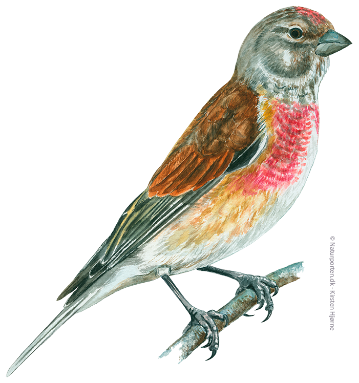 Tornirisk han © Naturporten - Kirsten Hjørne