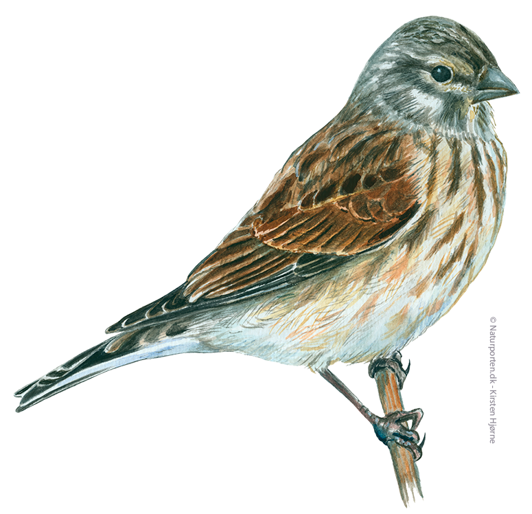 Tornirisk hun © Naturporten - Kirsten Hjørne