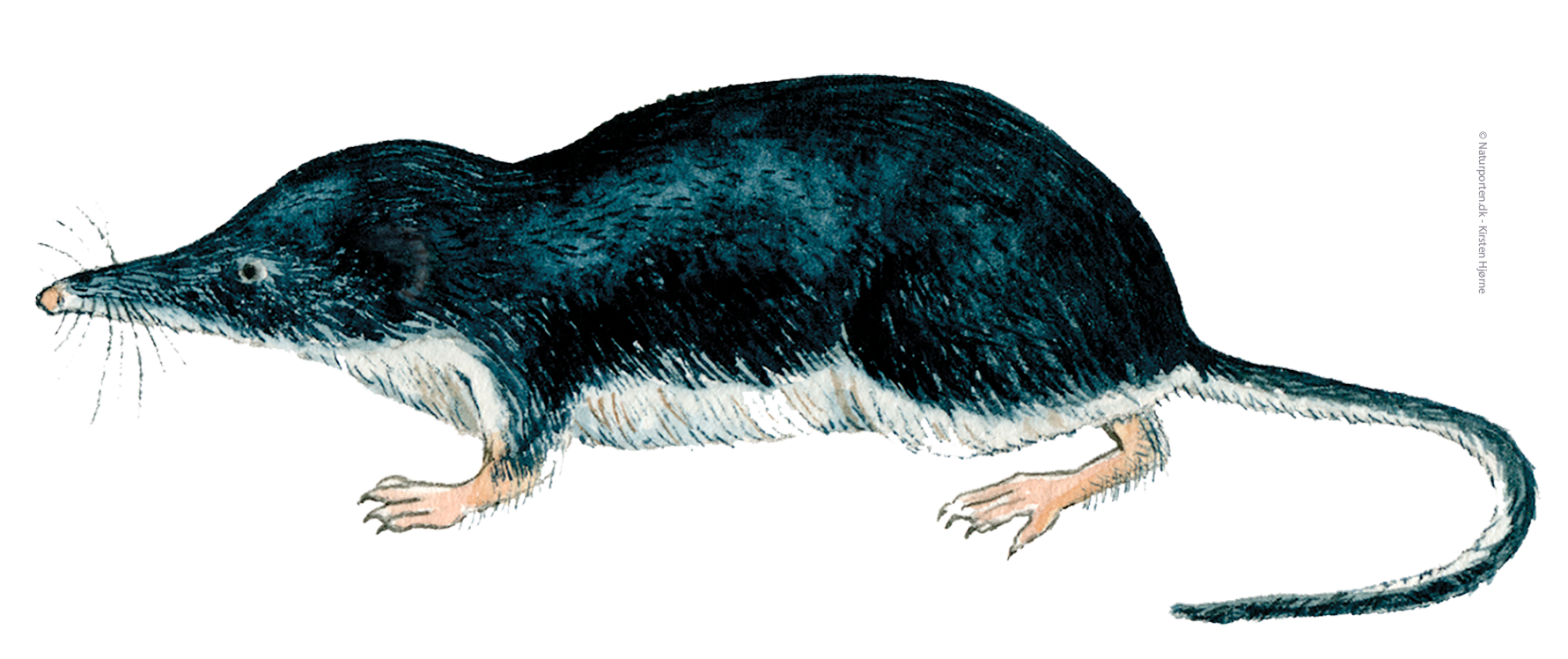 Vandspidsmus © Naturporten - Kirsten Hjørne