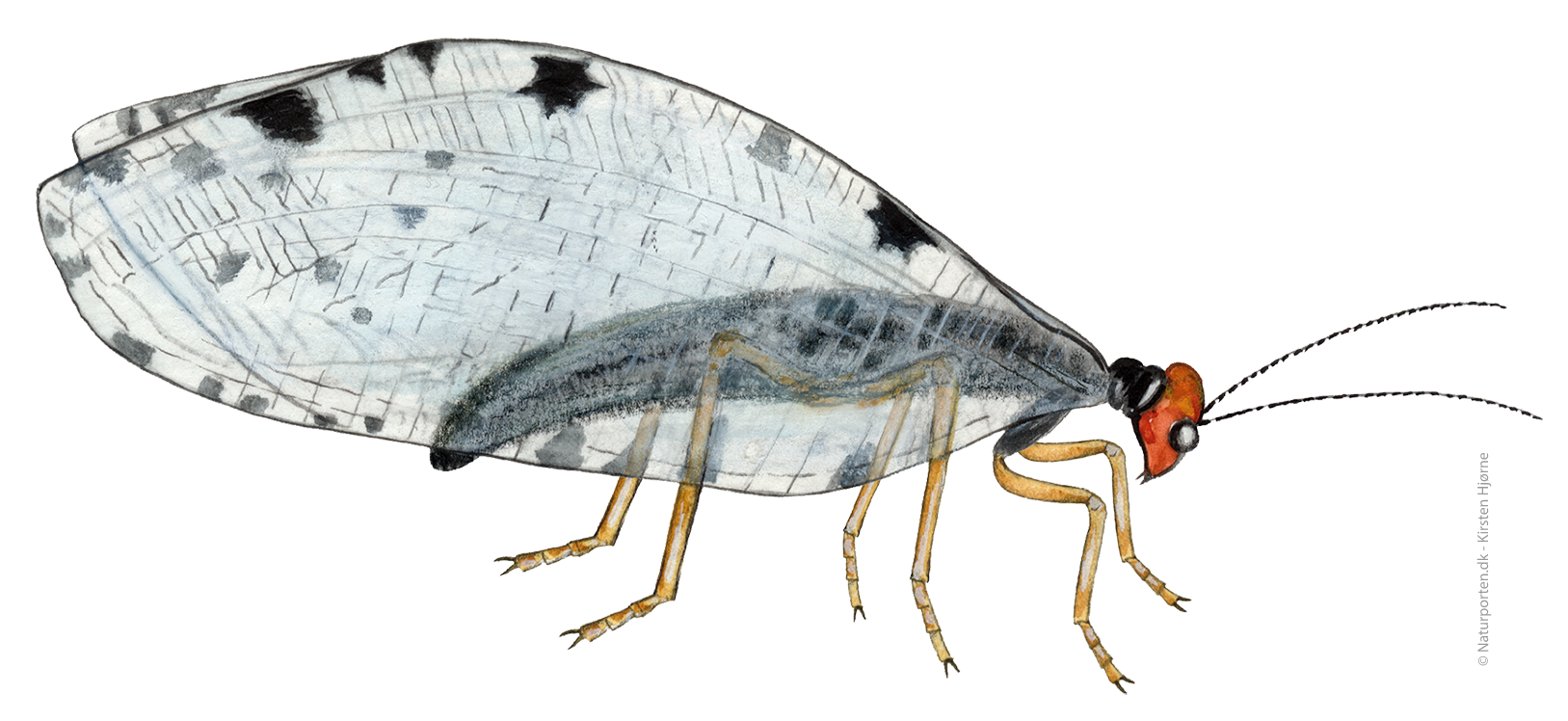 Vandmyreløve © Naturporten - Kirsten Hjørne