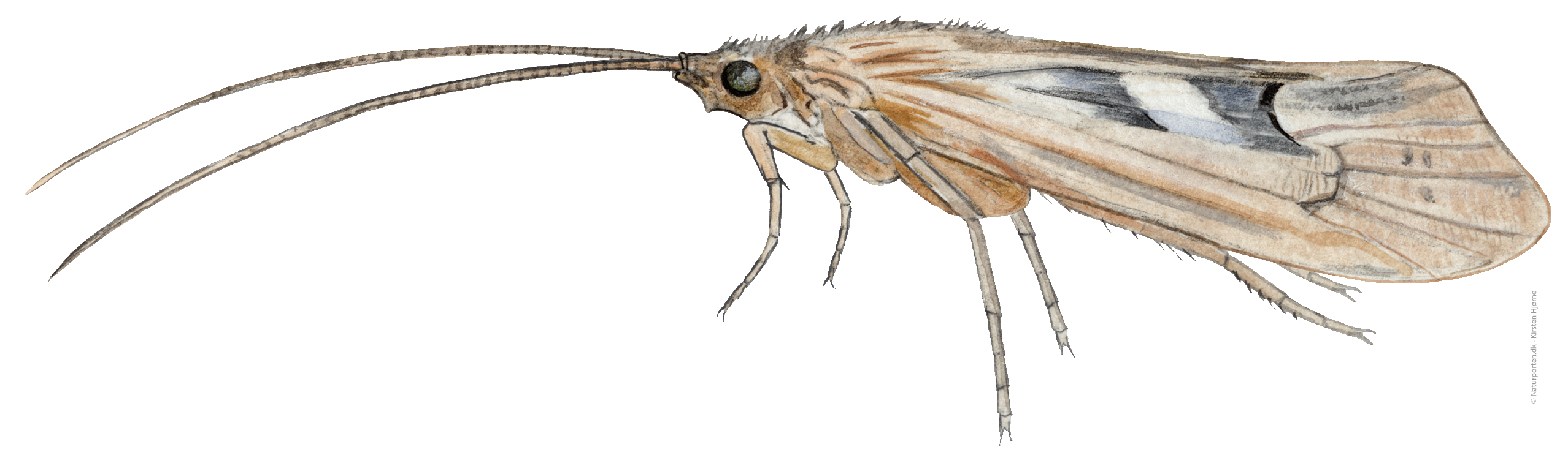 Søvårflue © Naturporten - Kirsten Hjørne