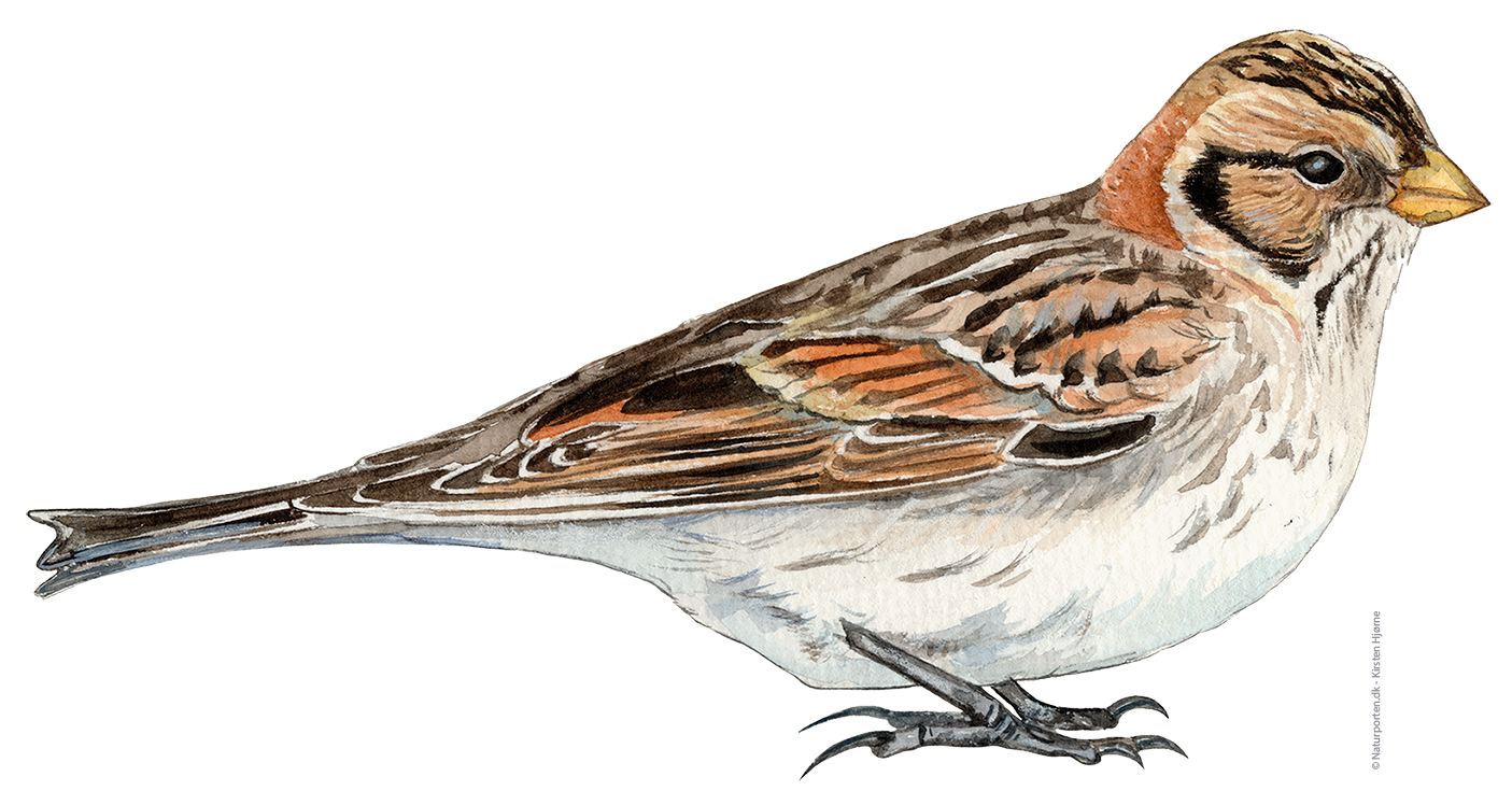 Lapværling hun © Naturporten - Kirsten Hjørne