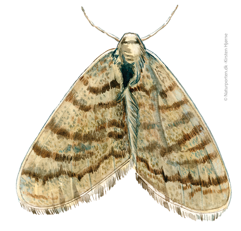 Lille frostmåler © Naturporten - Kirsten Hjørne