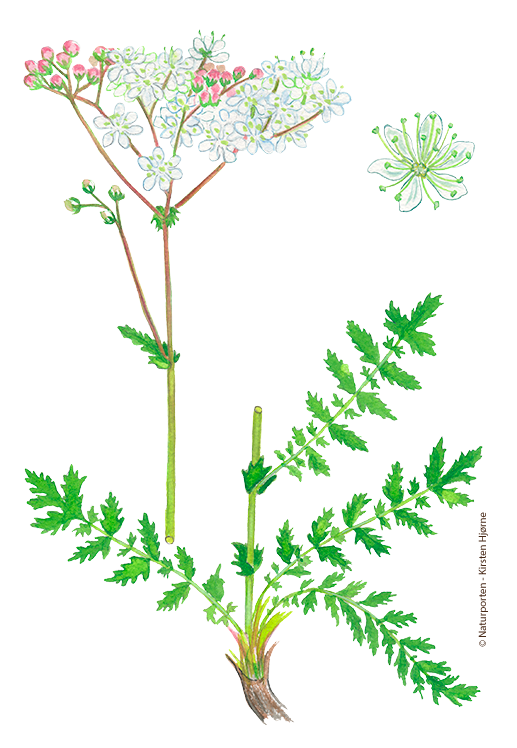 Knoldet mjødurt © Naturporten - Kirsten Hjørne