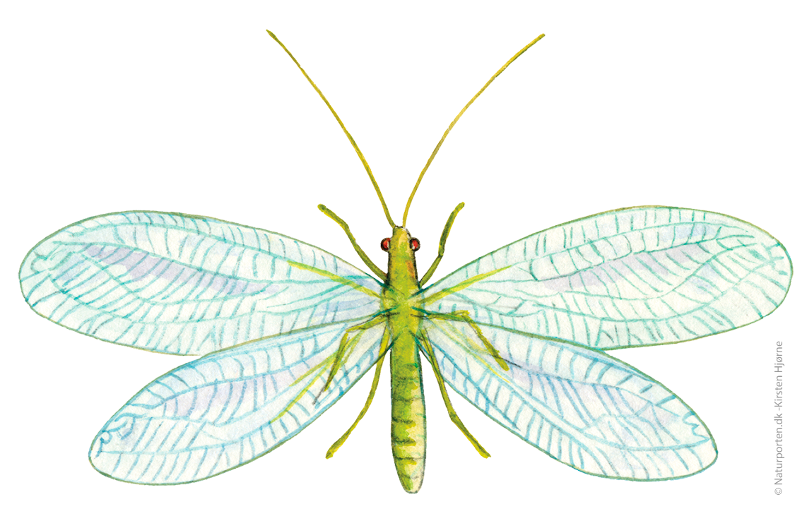 Guldøje © Kirsten Hjørne