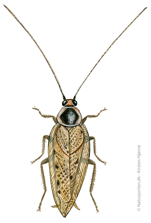 Skovkakerlak © Naturporten - Kirsten Hjørne