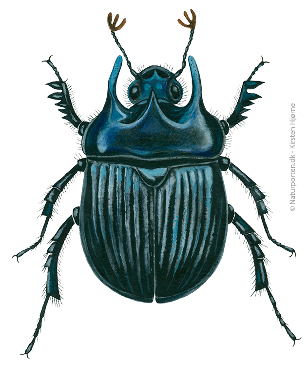 Trehornet skarnbasse © Naturporten - Kirsten Hjørne