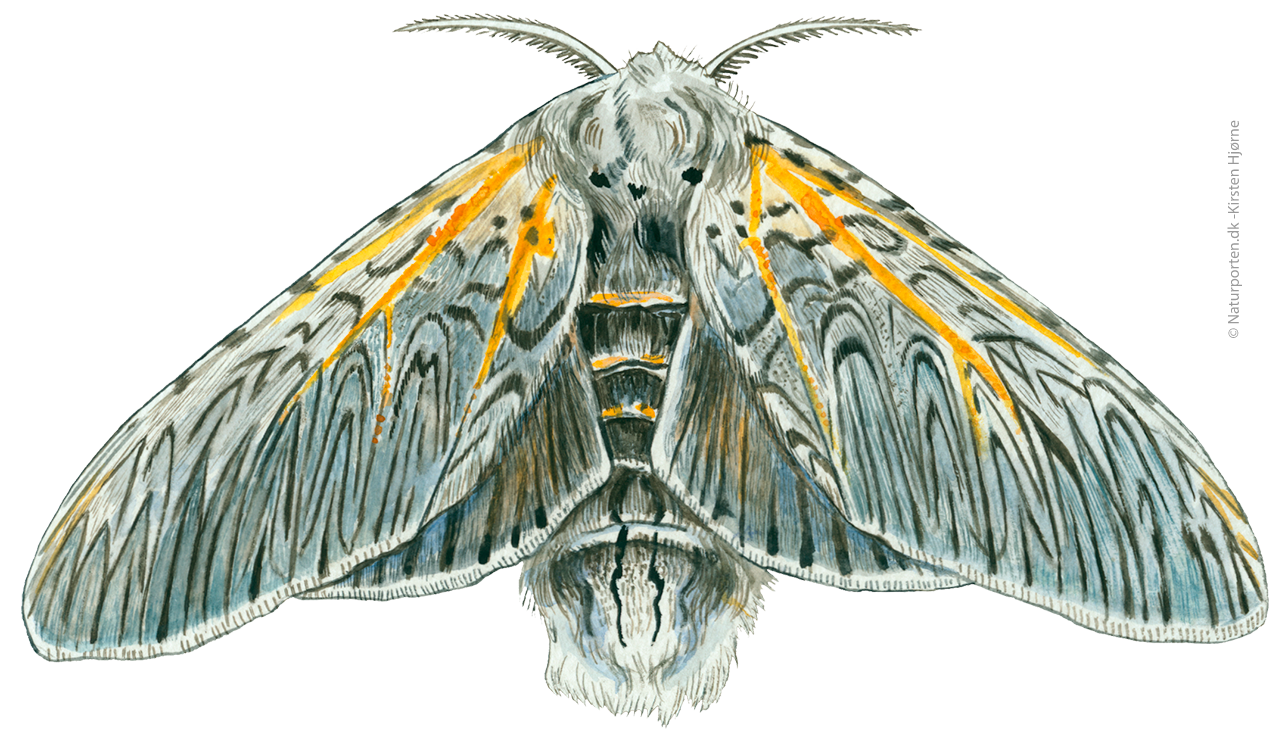 Hermelinskåbe  © Naturporten - Kirsten Hjørne