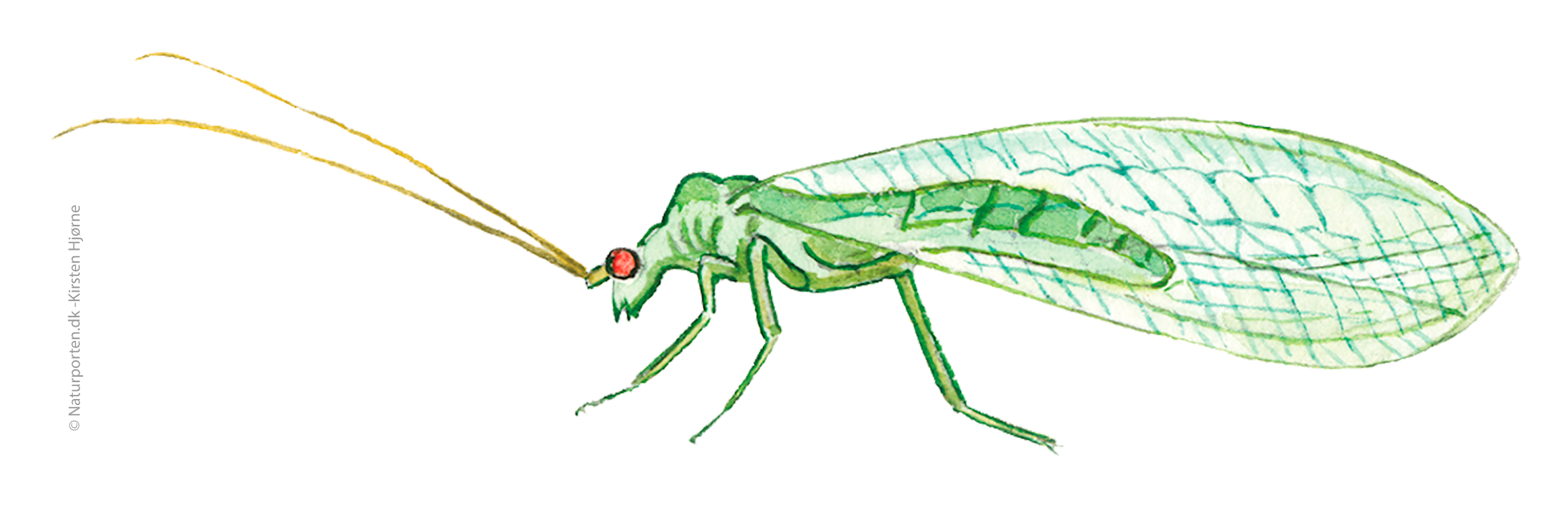 Guldøje  © Naturporten - Kirsten Hjørne