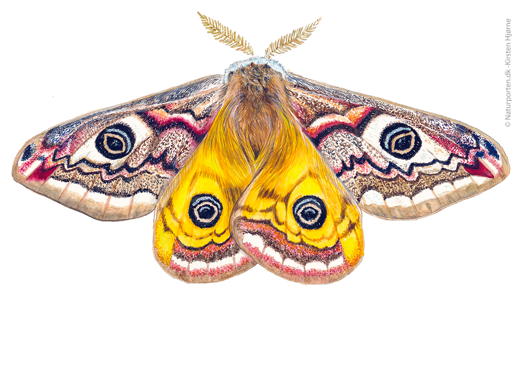Lille påfugleøje © Naturporten - Kirsten Hjørne