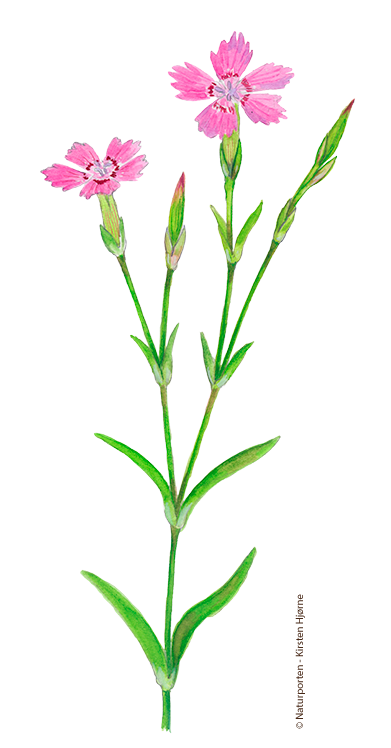 Bakke-nellike © Naturporten - Kirsten Hjørne