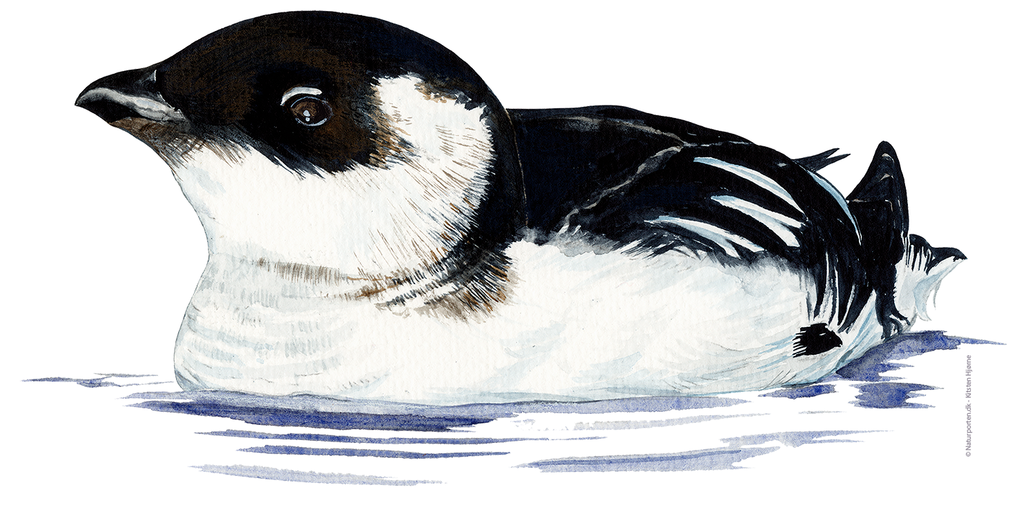 Søkonge © Naturporten - Kirsten Hjørne