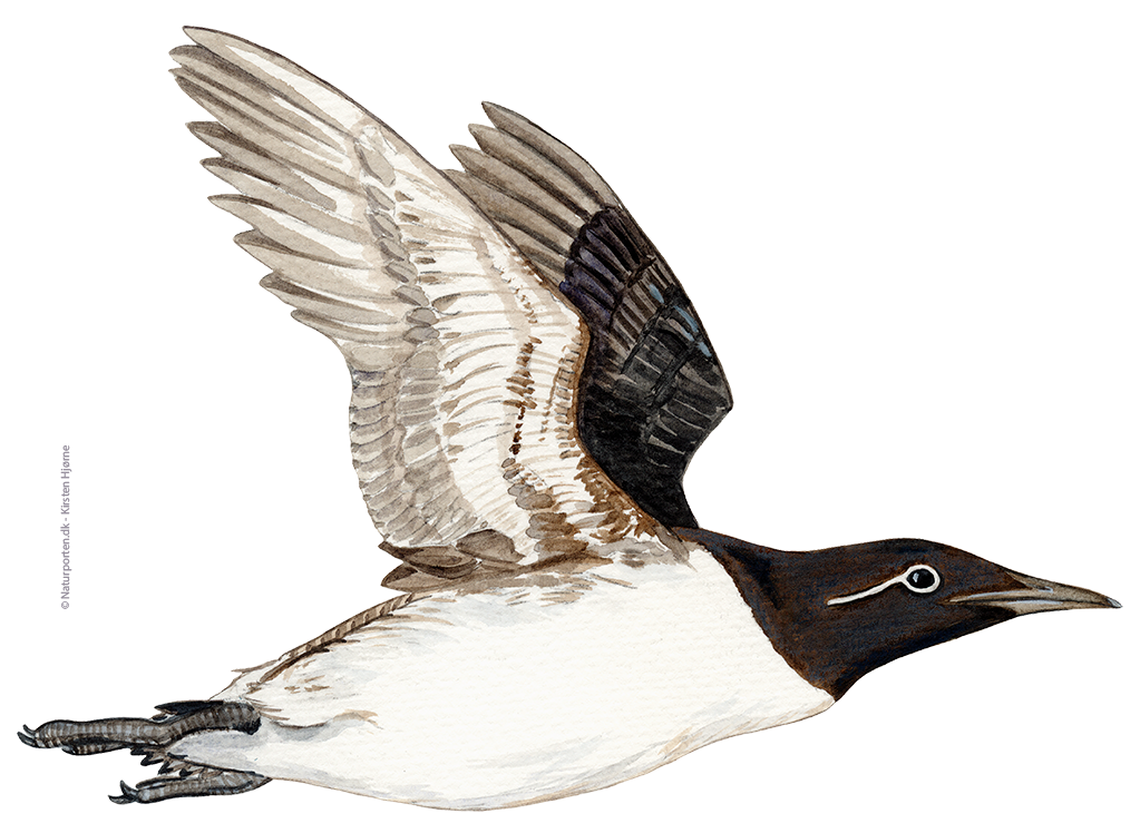 Lomvie © Naturporten - Kirsten Hjørne