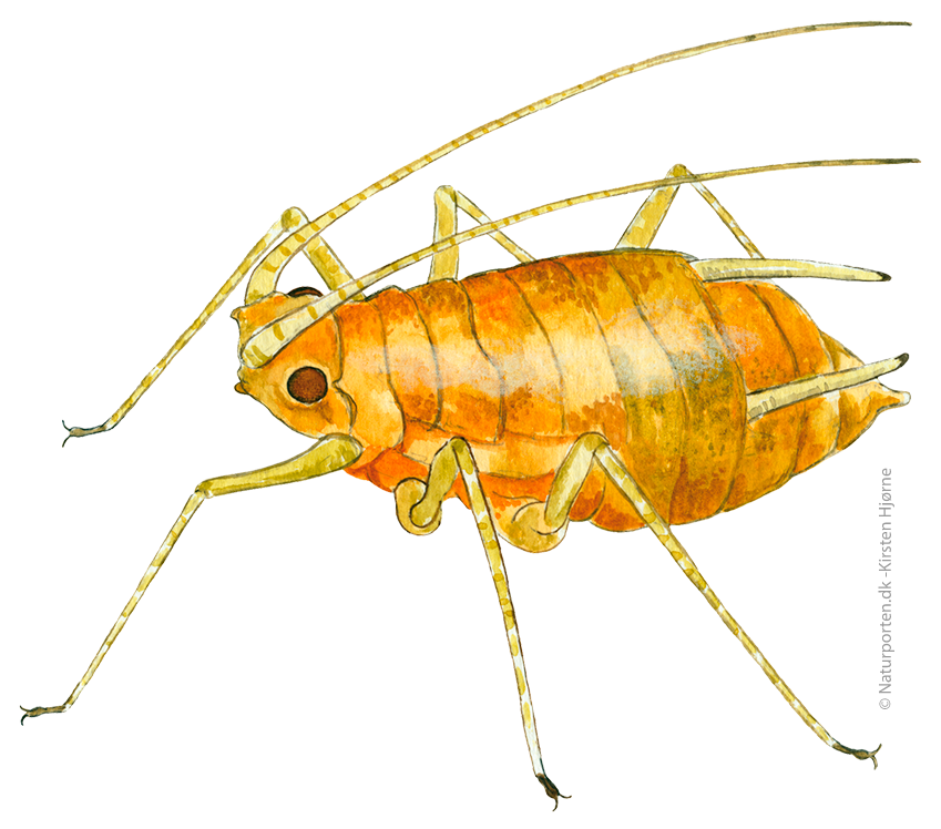 Ferskenbladlus © Kirsten Hjørne I Tekst © Jørgen Steen