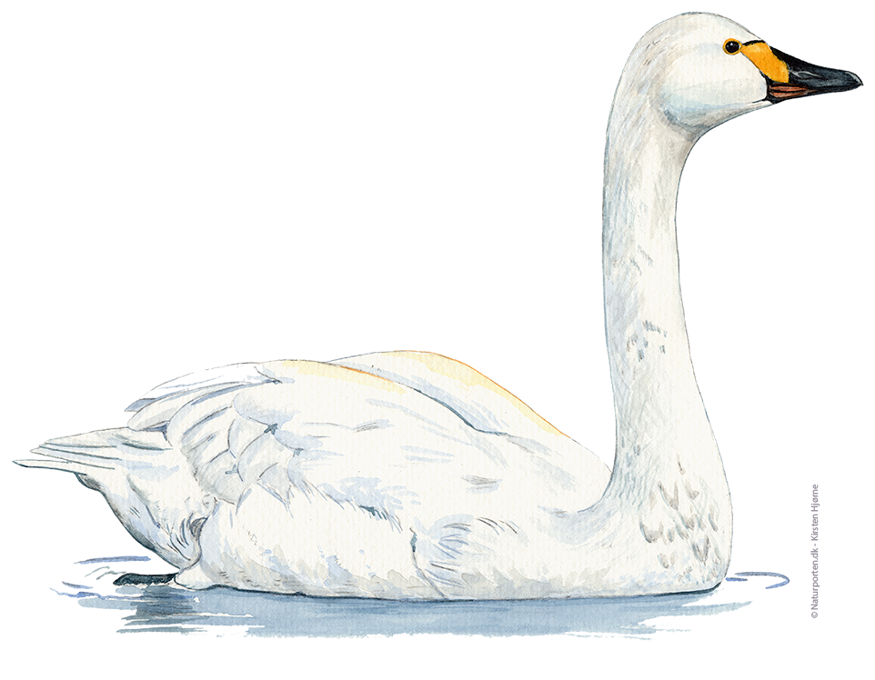 Pibesvane © Naturporten - Kirsten Hjørne