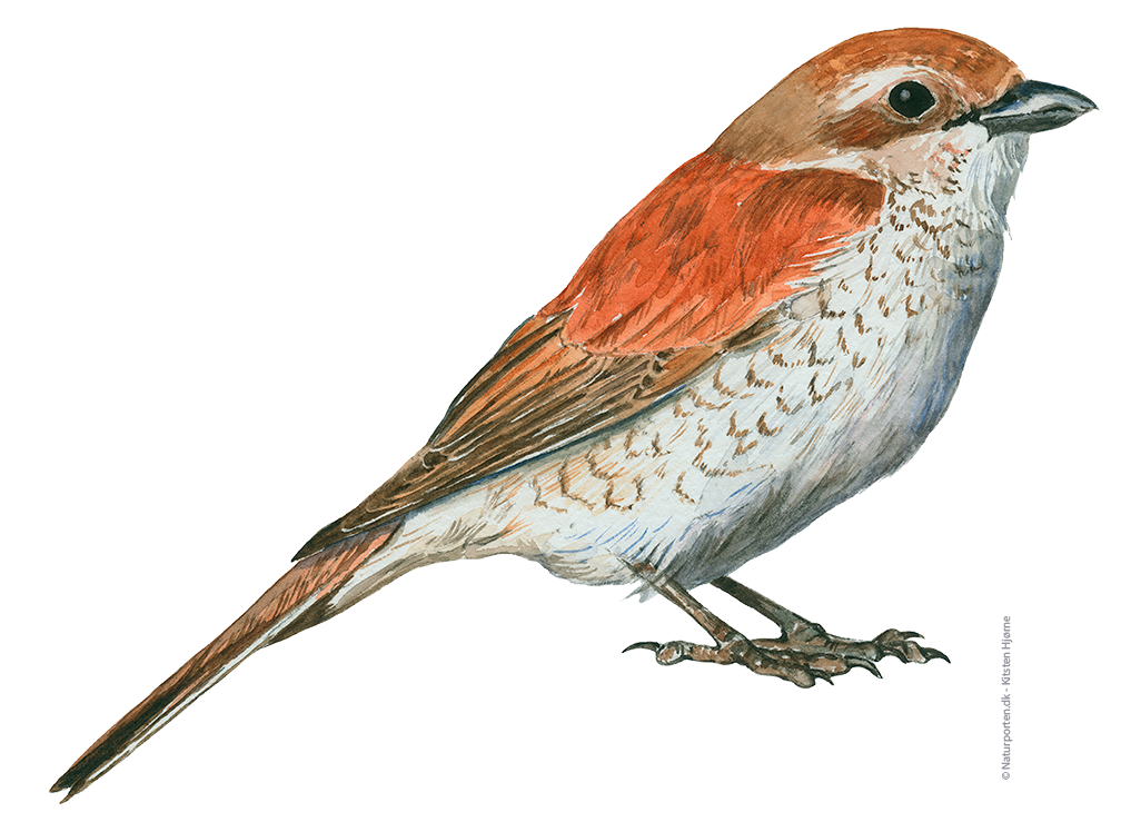 Rødrygget tornskade hun © Naturporten - Kirsten Hjørne