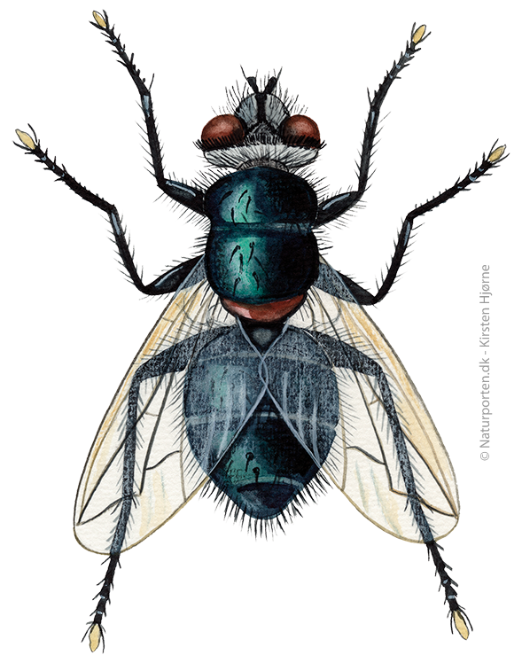 Snylteflue © Naturporten - Kirsten Hjørne