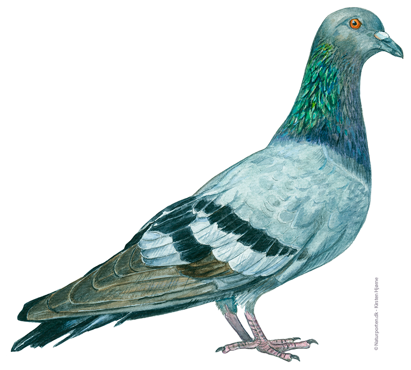 Klippedue - tamdue © Naturporten - Kirsten Hjørne