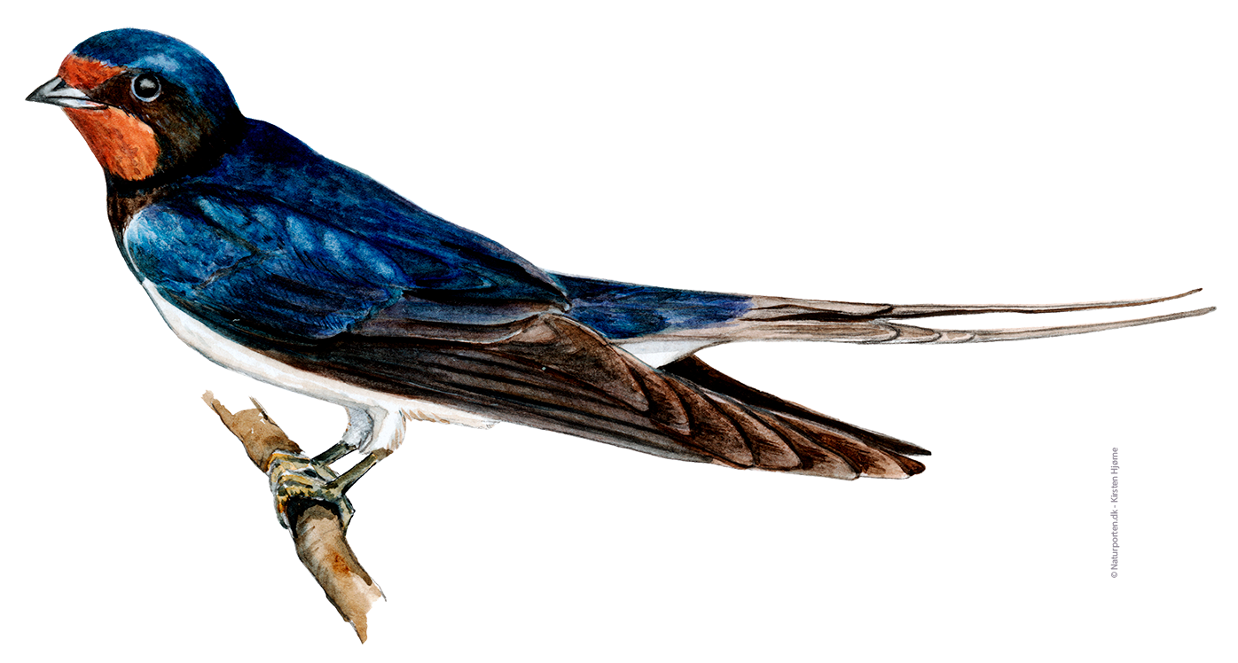 Landsvale © Naturporten - Kirsten Hjørne