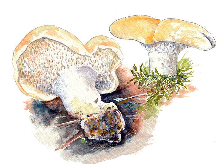 Almindelig pigsvamp © Naturporten - Kirsten Hjørne