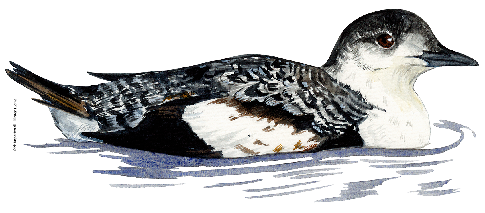 Tejst vinter © Naturporten - Kirsten Hjørne