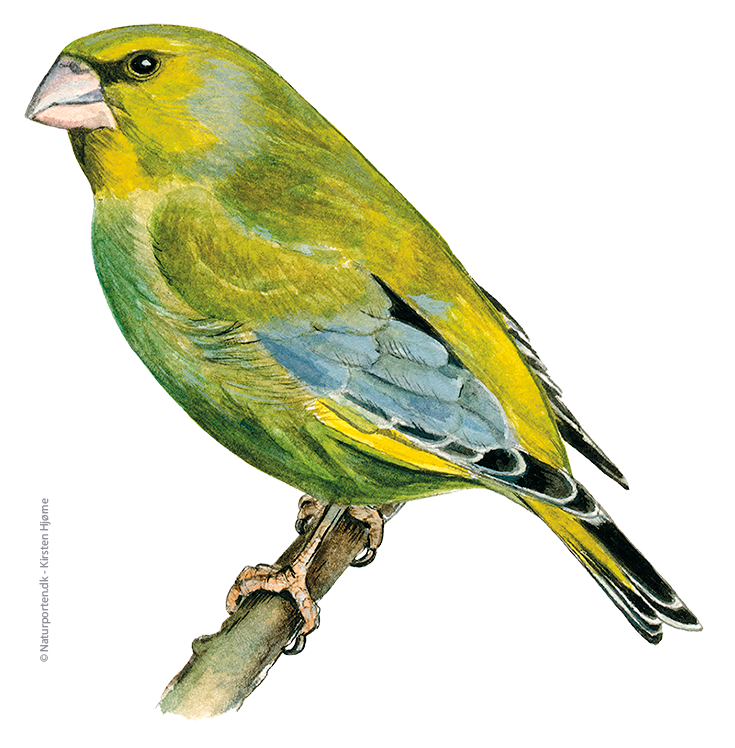 Grønirisk han © Naturporten - Kirsten Hjørne