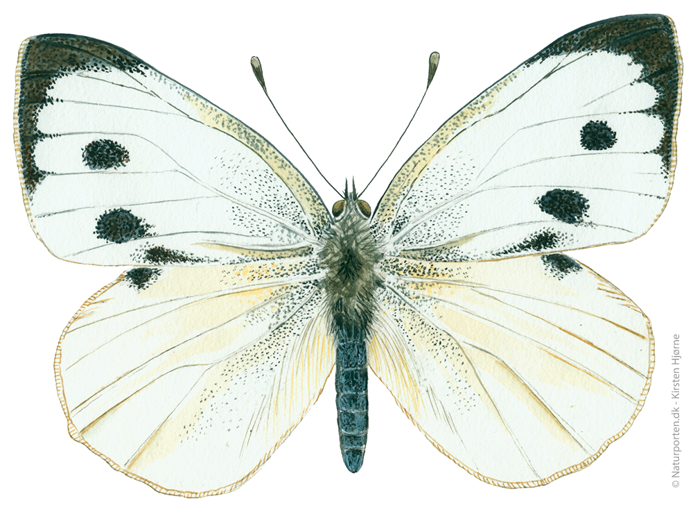 Stor kålsommerfugl © Naturporten - Kirsten Hjørne